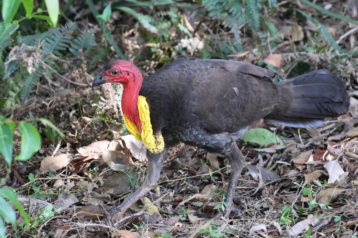 Australian Brushturkey - ML644540835