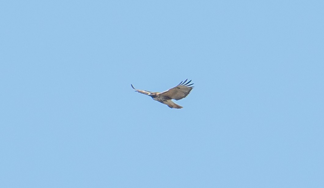 rødstjertvåk - ML644540843