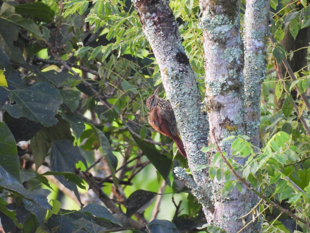 Streak-headed Woodcreeper - ML644540848