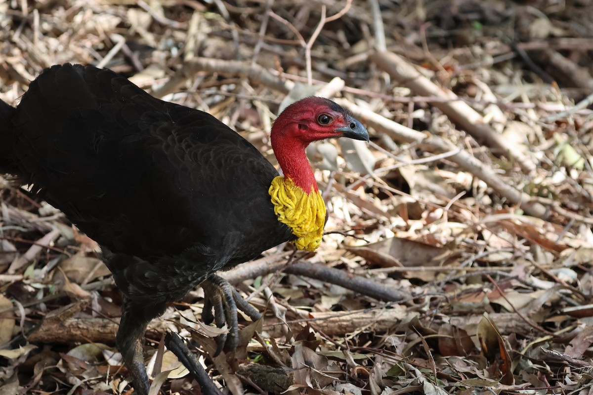 Australian Brushturkey - ML644540886