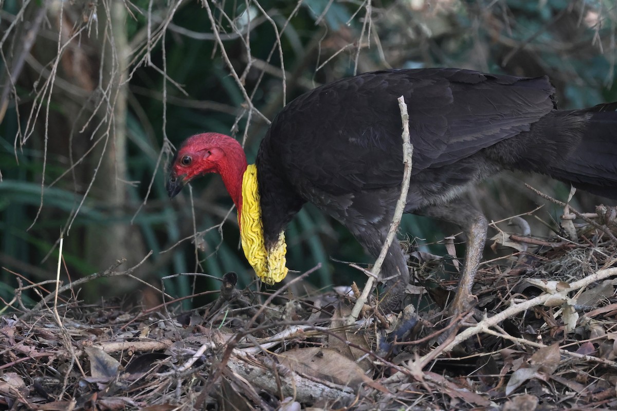 Australian Brushturkey - ML644540887
