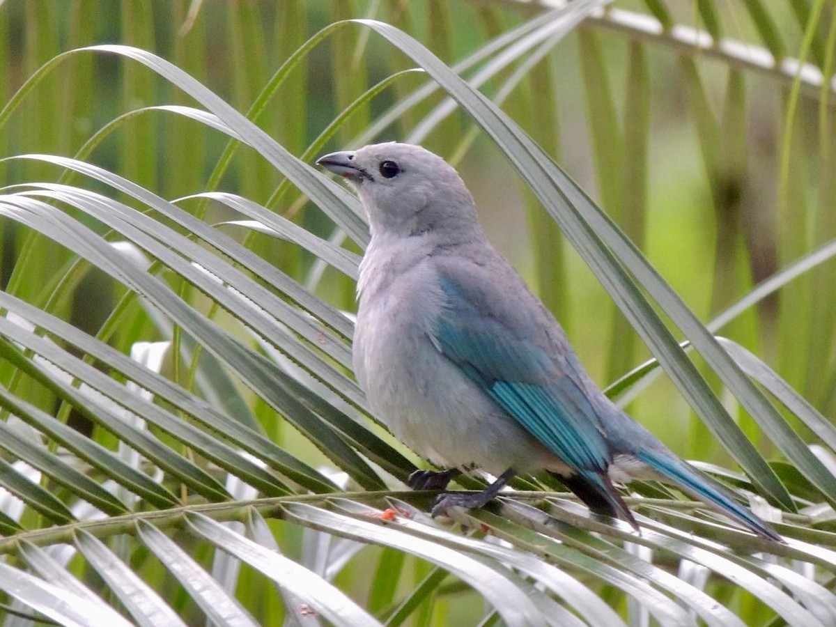 Sayaca Tanager - ML644540901