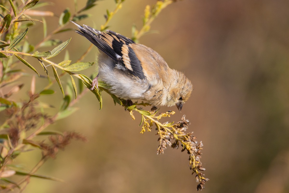 American Goldfinch - ML644540902