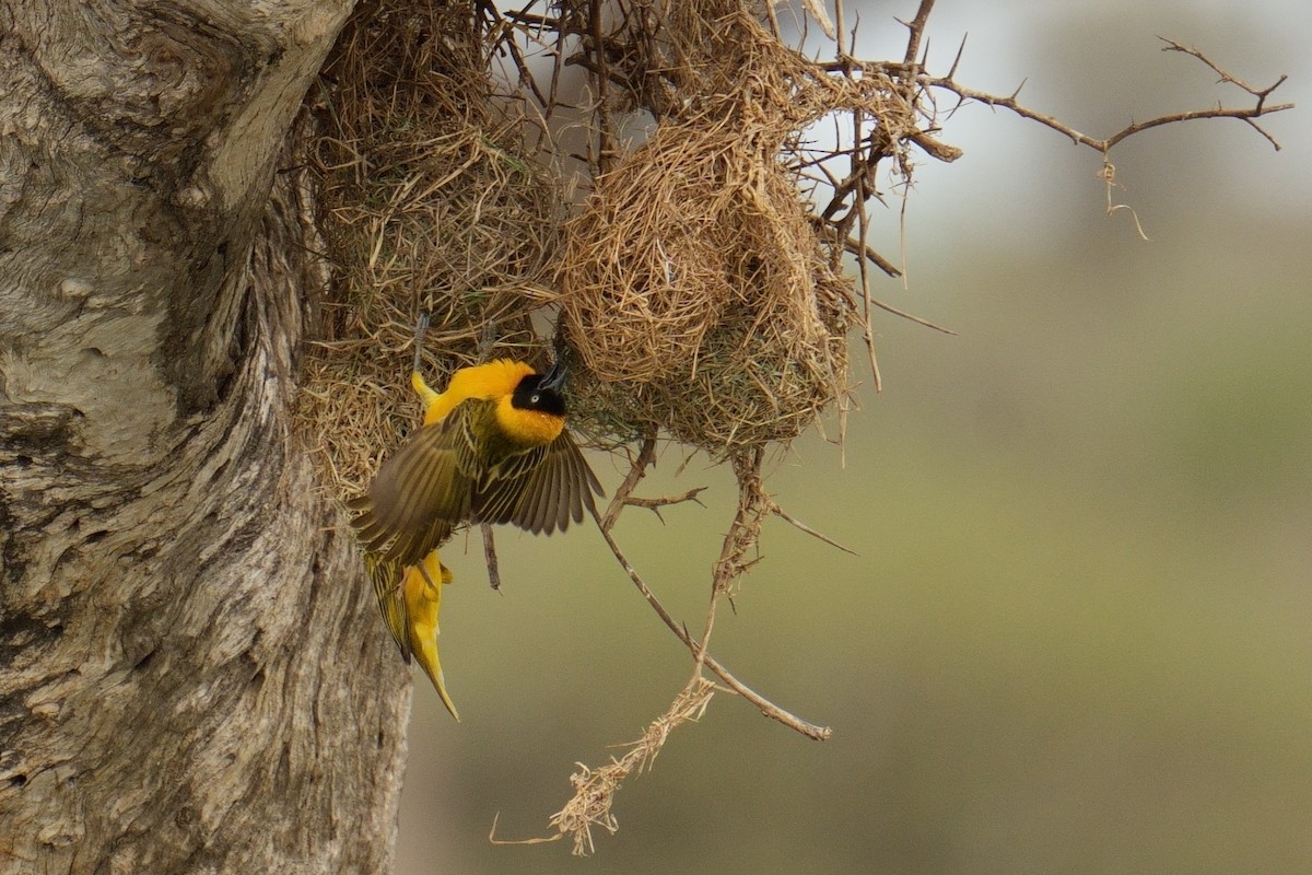 Lesser Masked-Weaver - ML644540907