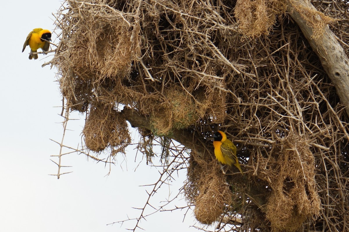 Ткачик савановий - ML644540908