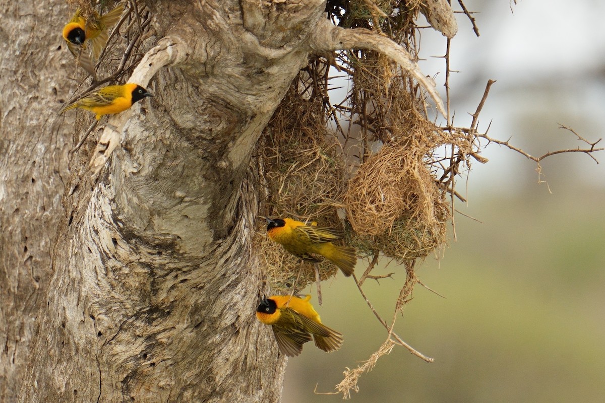 Ткачик савановий - ML644540909
