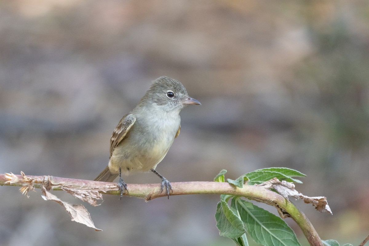 Еленія жовточерева - ML644540912