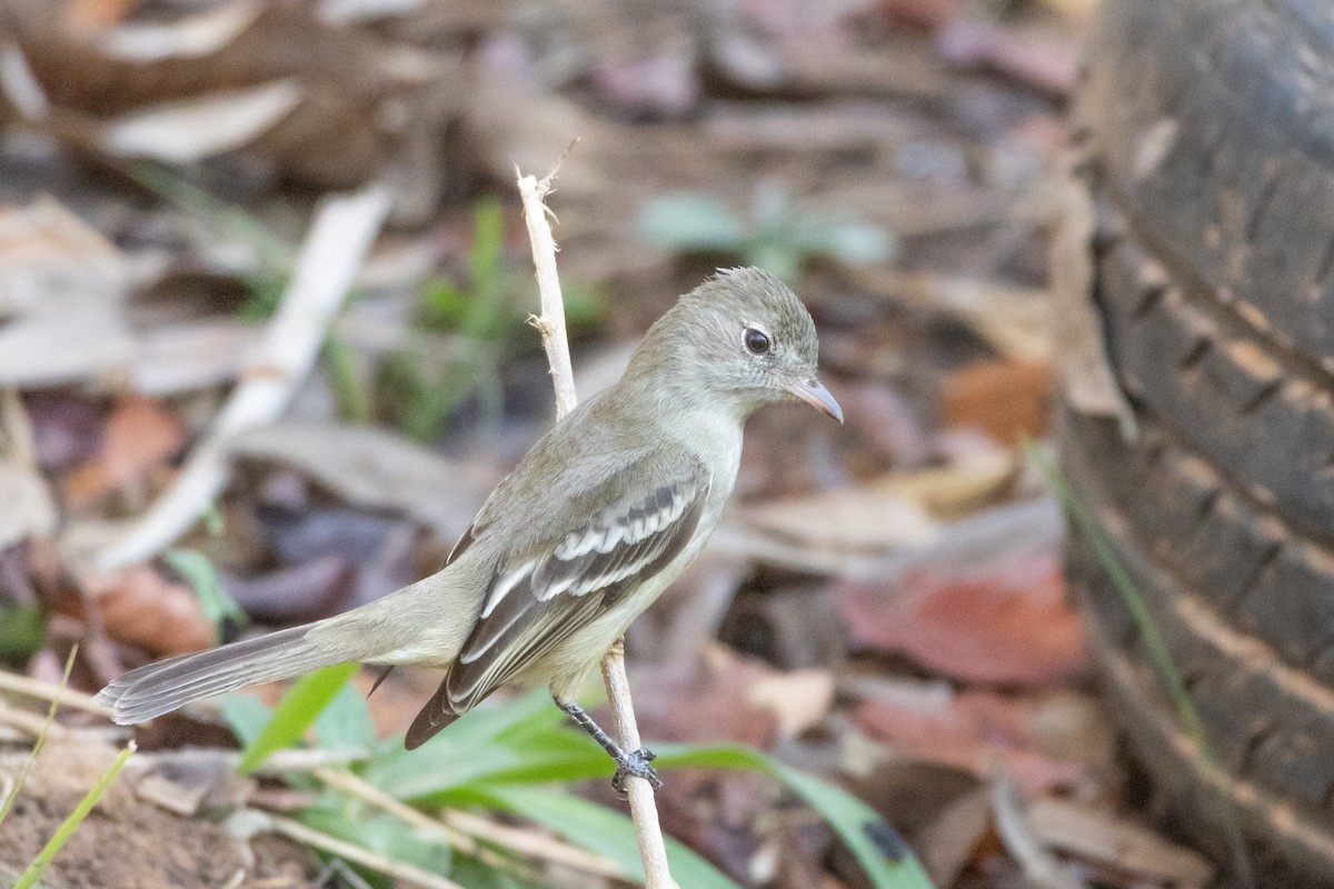 Еленія жовточерева - ML644540913