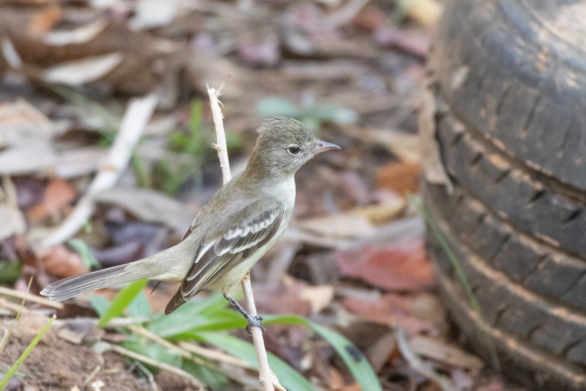 Еленія жовточерева - ML644540914