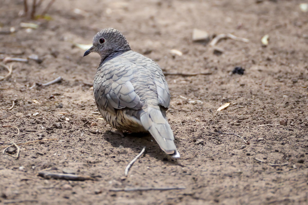 Горличка-інка мексиканська - ML644540915