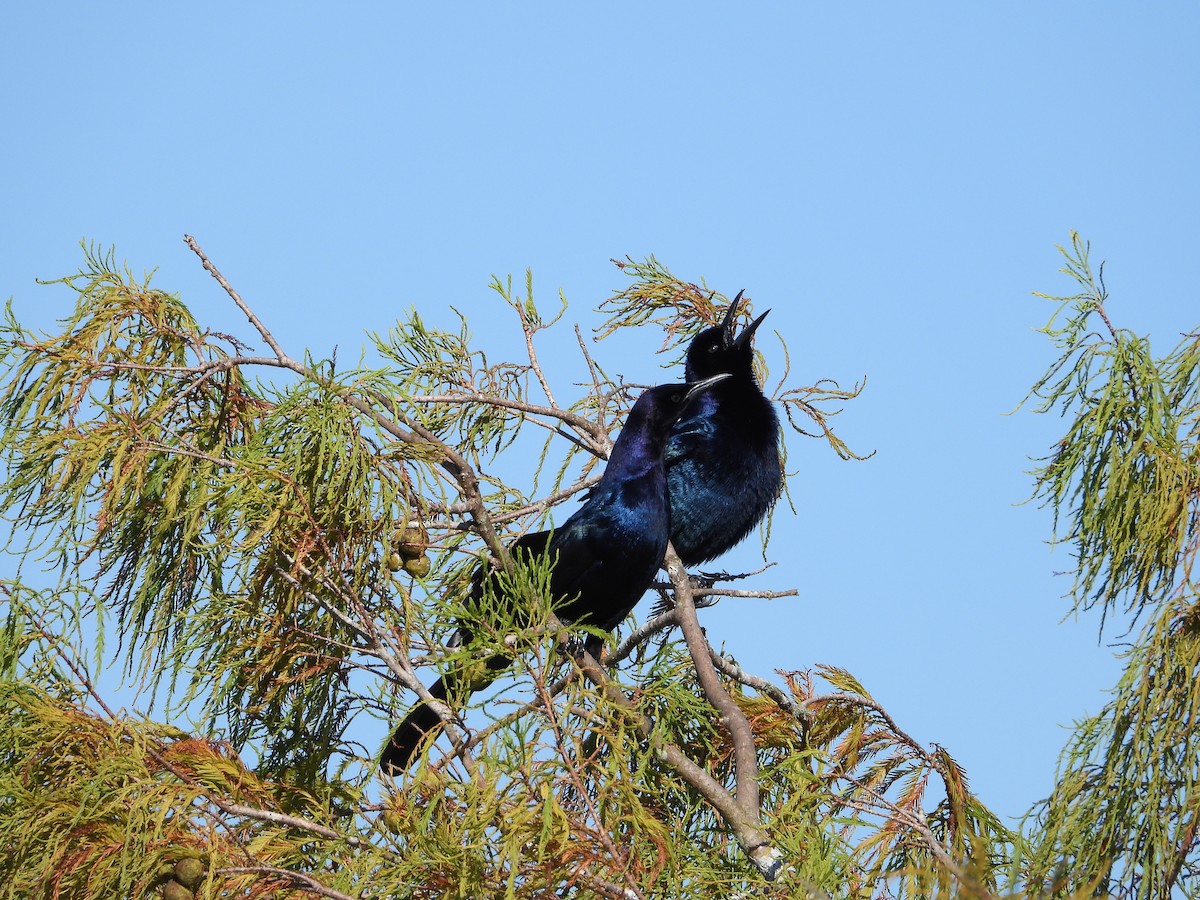 Гракл прибережний - ML644540916