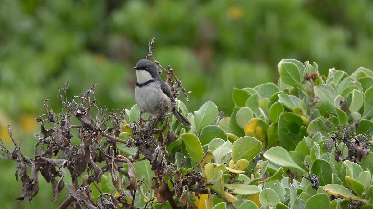 Нікорник смуговолий - ML644540917