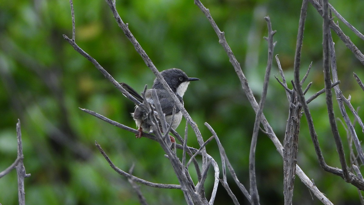Нікорник смуговолий - ML644540918