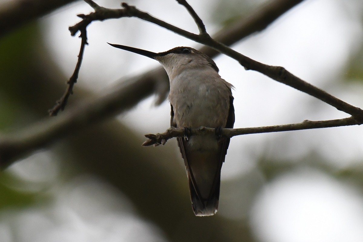 Колібрі рубіновогорлий - ML644540919