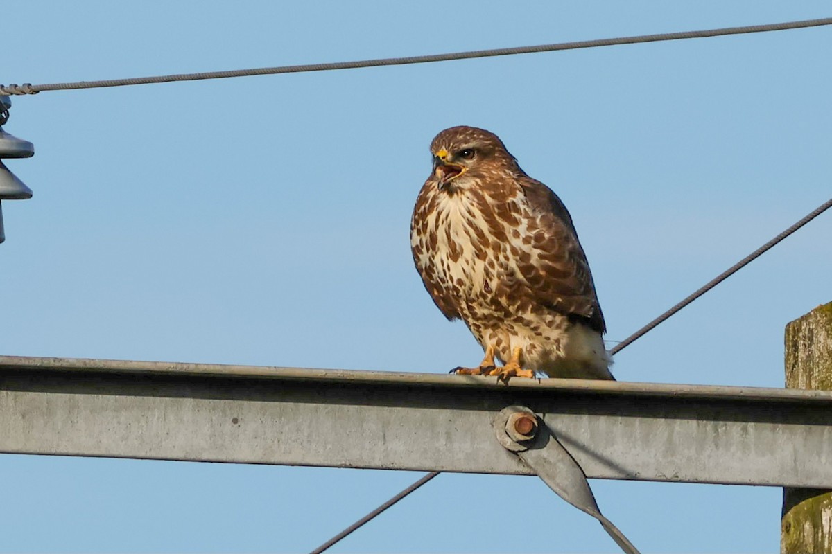 Канюк звичайний - ML644540921