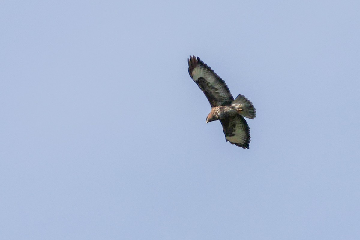 Канюк звичайний - ML644540922