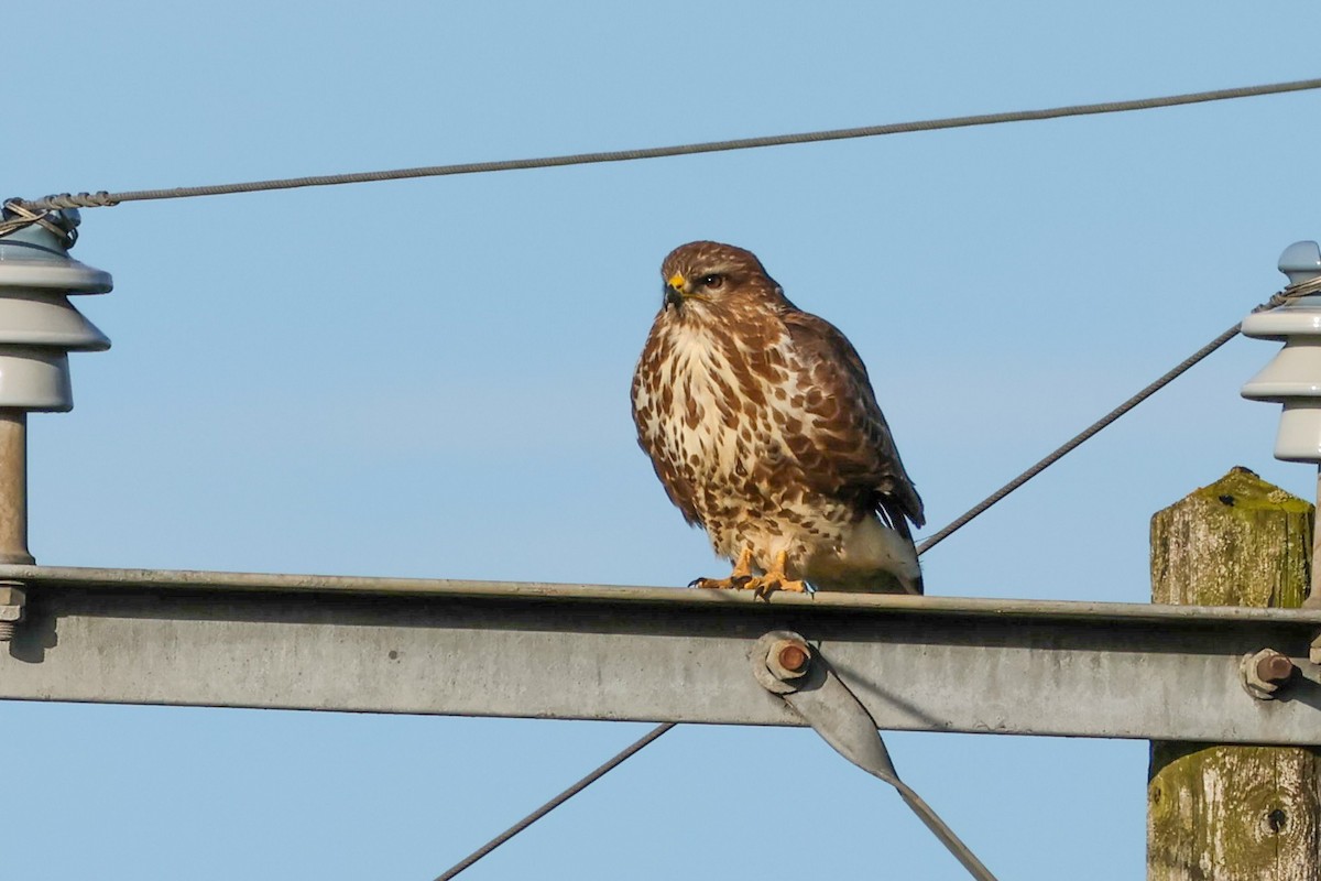 Канюк звичайний - ML644540923