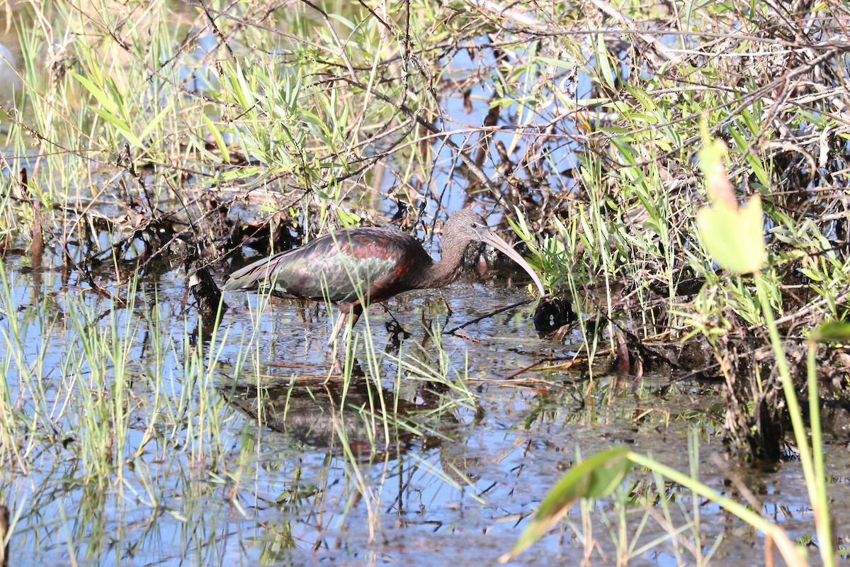 bronseibis - ML644540924