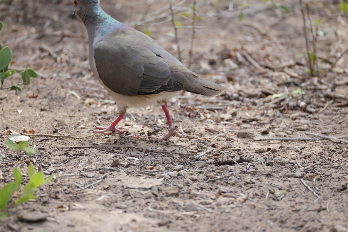 Горличка білолоба - ML644540925