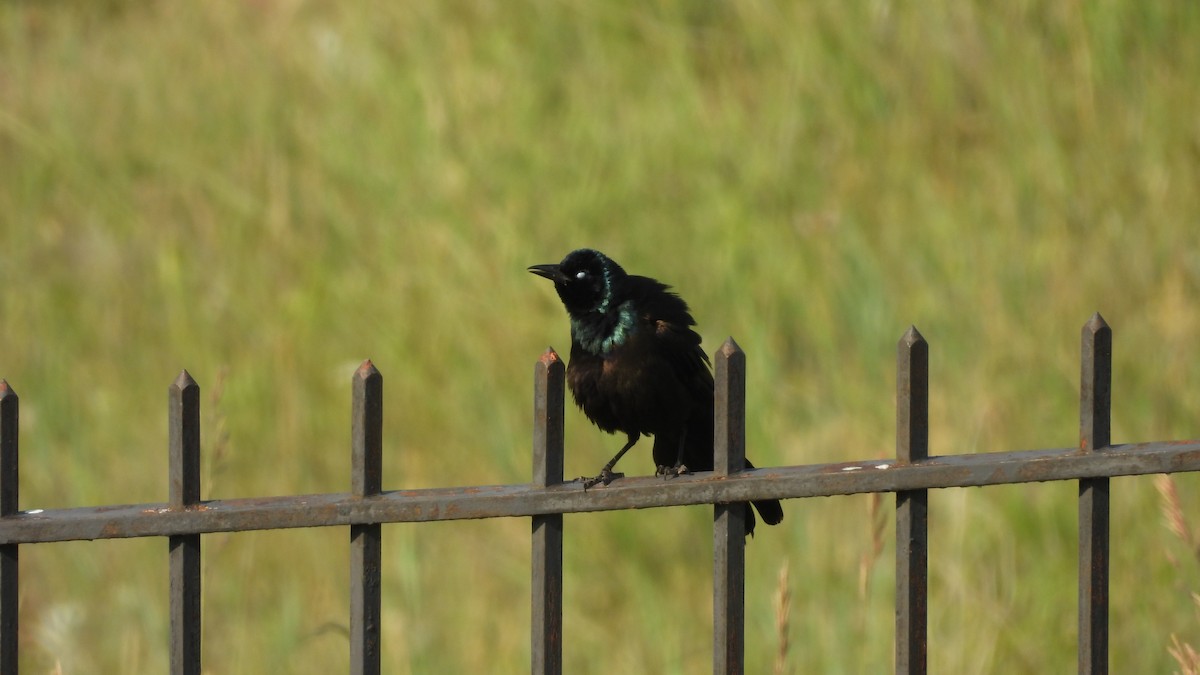 glanstrupial - ML644540926