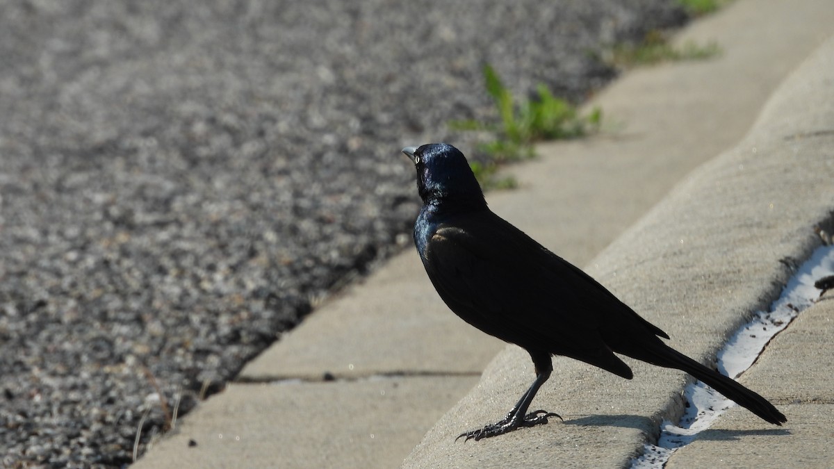 glanstrupial - ML644540927