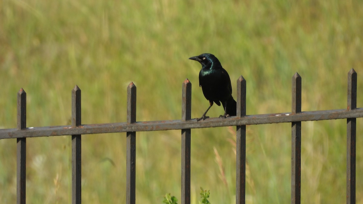 glanstrupial - ML644540928