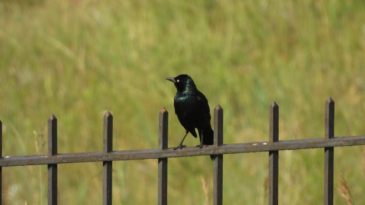 glanstrupial - ML644540929