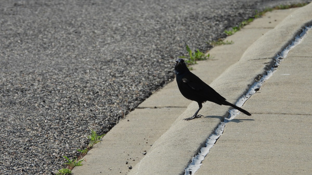 glanstrupial - ML644540930