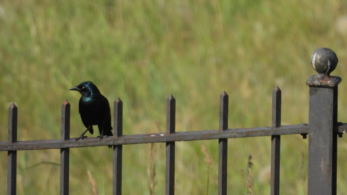 glanstrupial - ML644540931