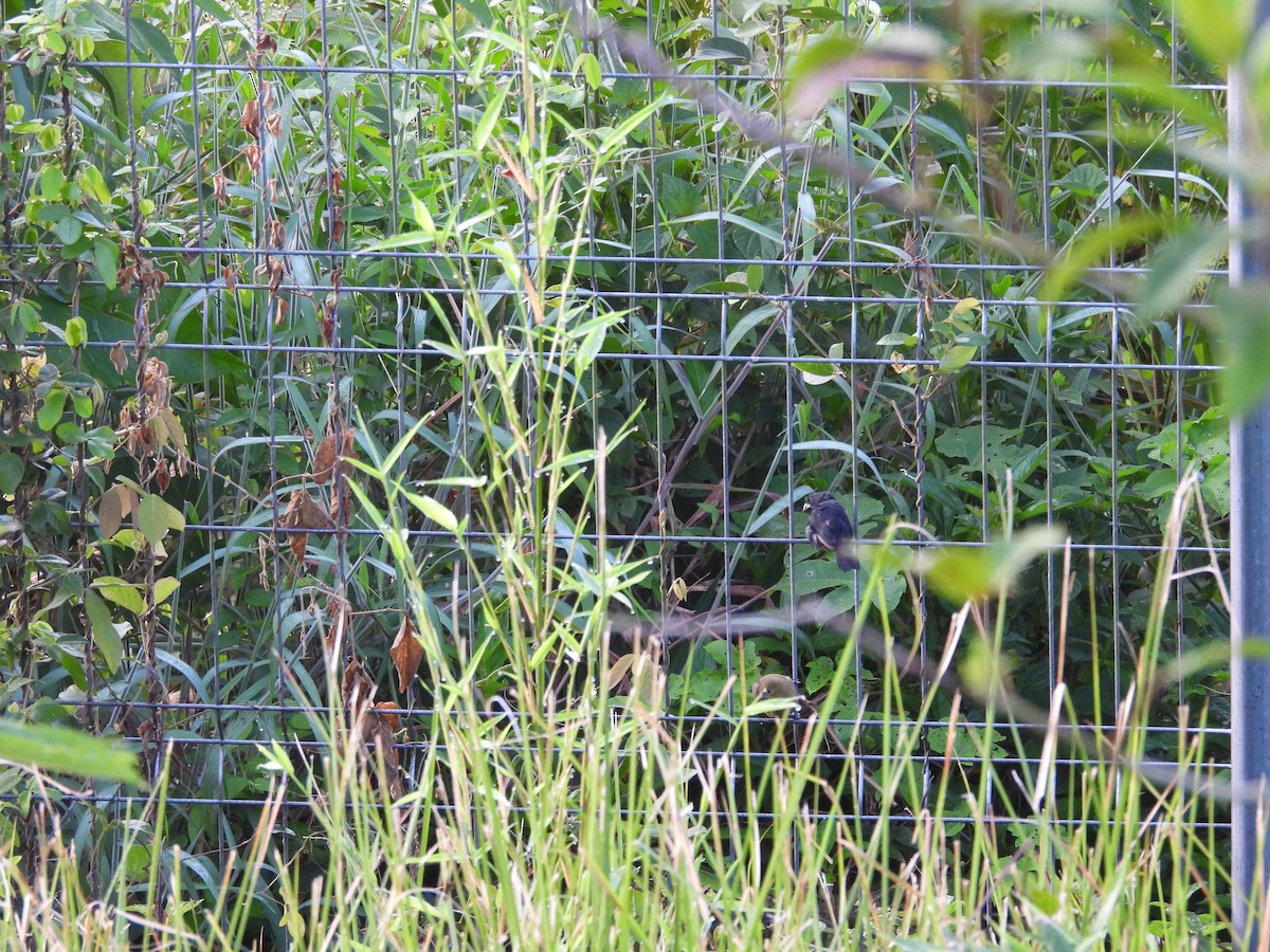 Зерноїд вороний - ML644540932