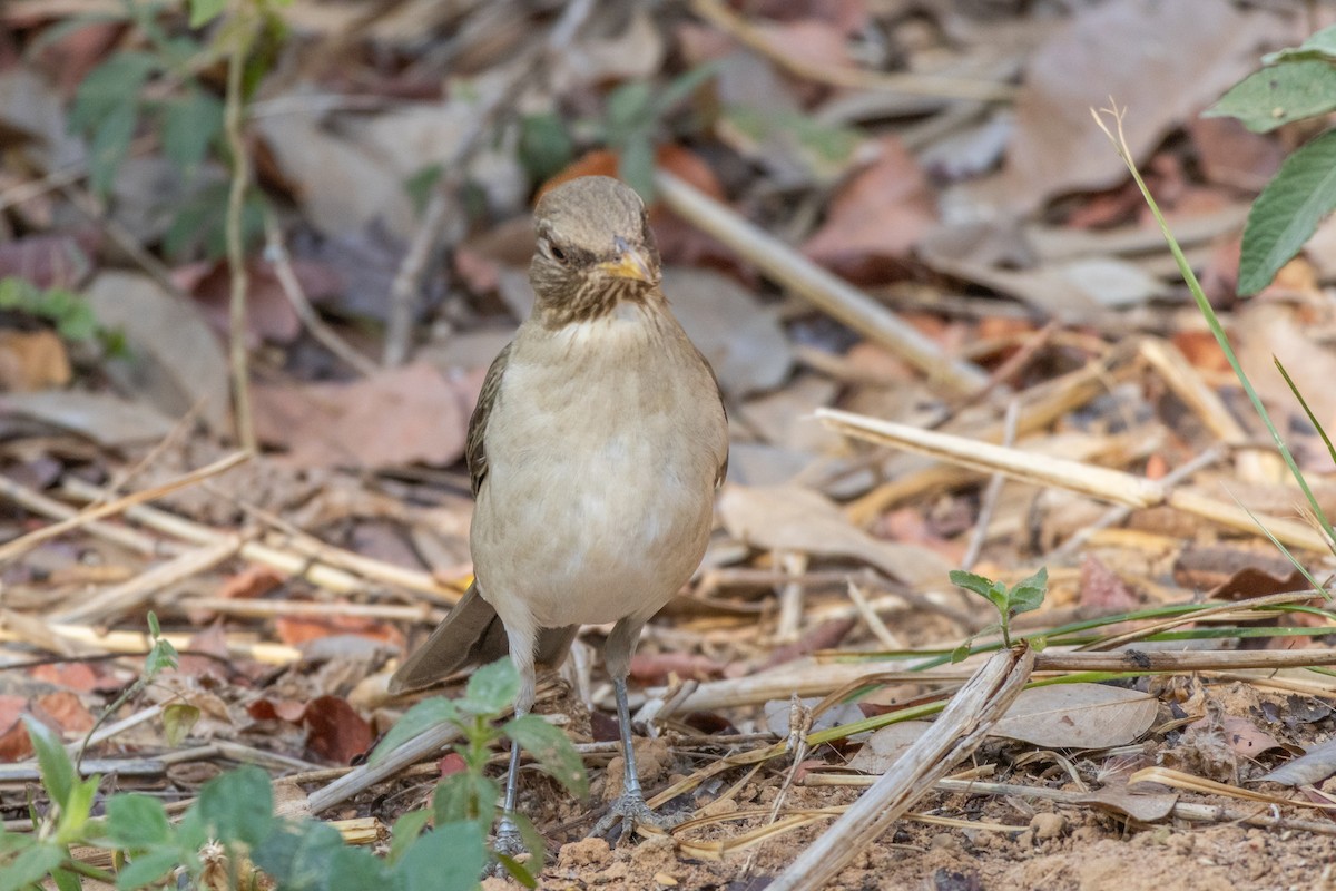 Дрізд кремововолий - ML644540936