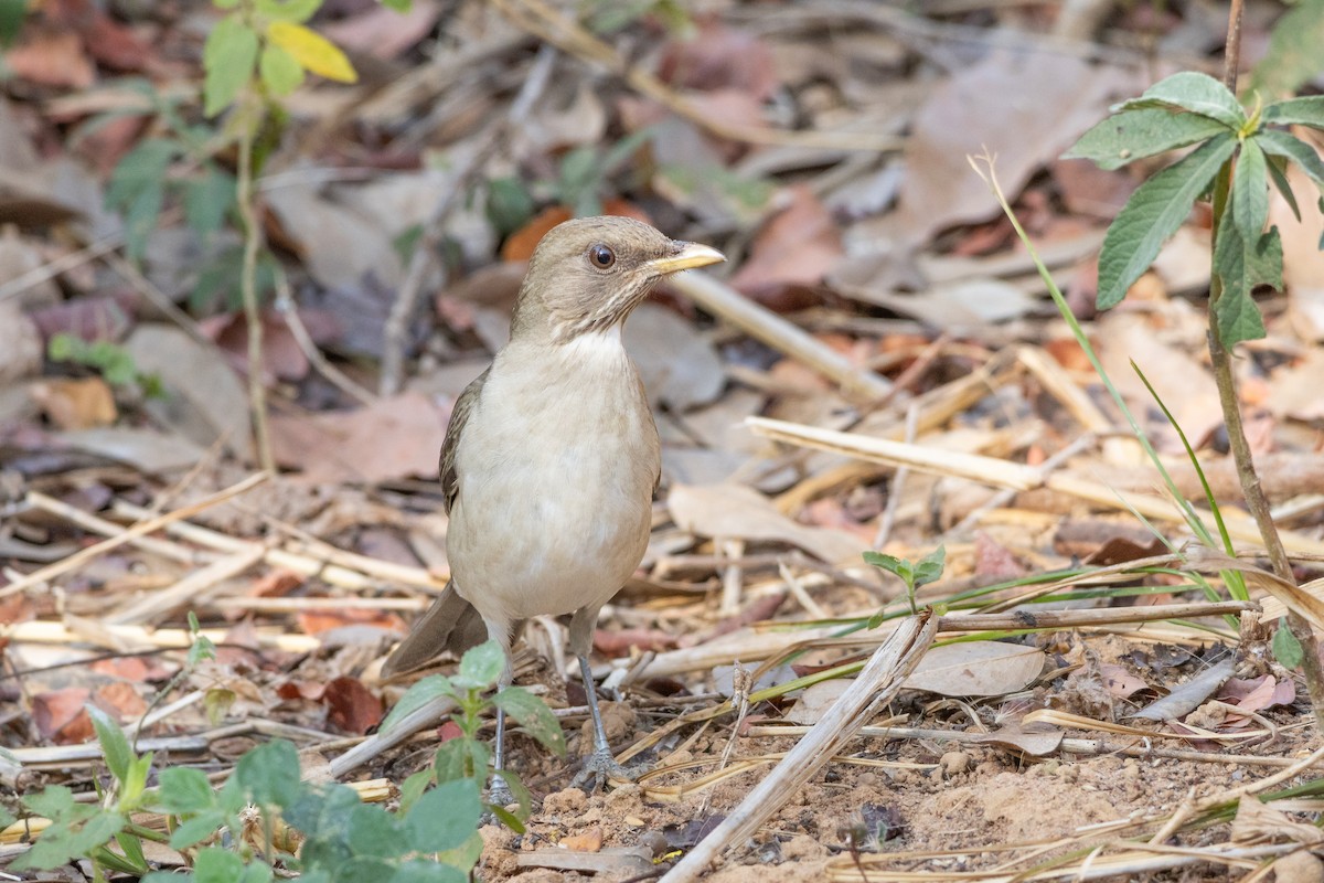 Дрізд кремововолий - ML644540937