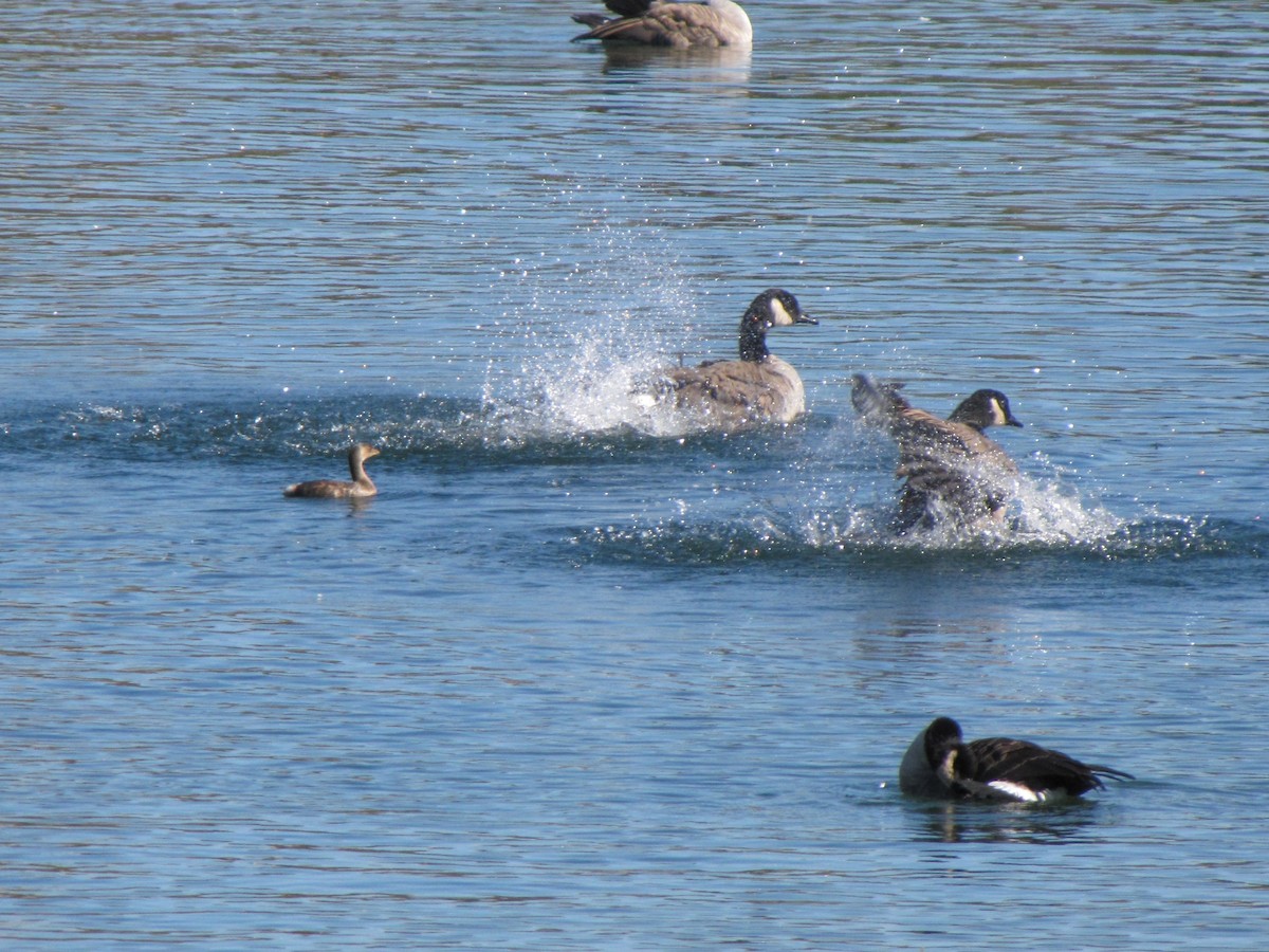 Казарка канадська - ML644540938