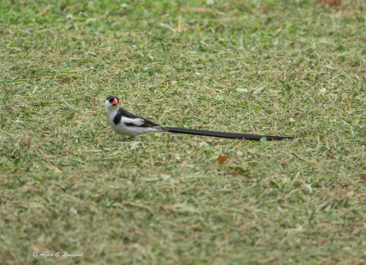 Вдовичка білочерева - ML644540939