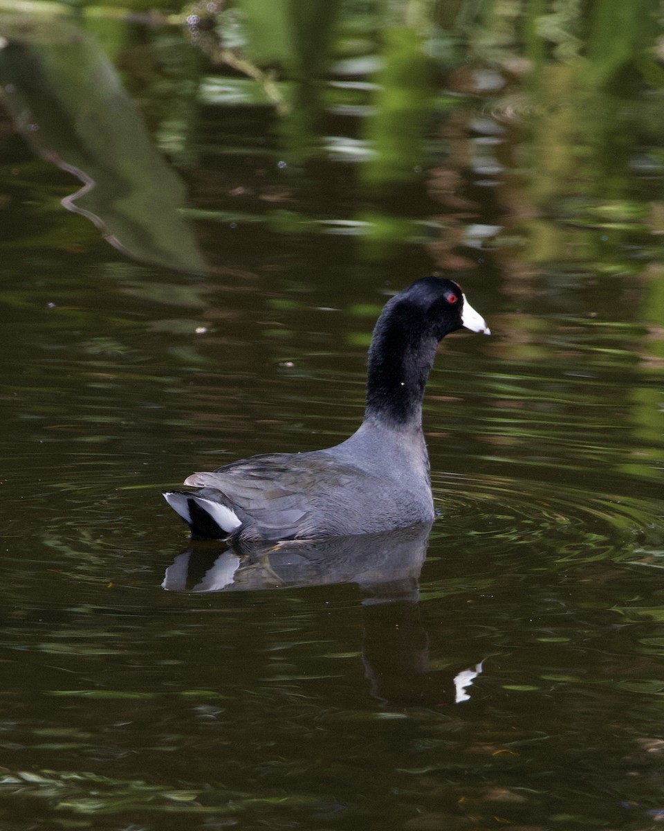 Лиска американська - ML644540940