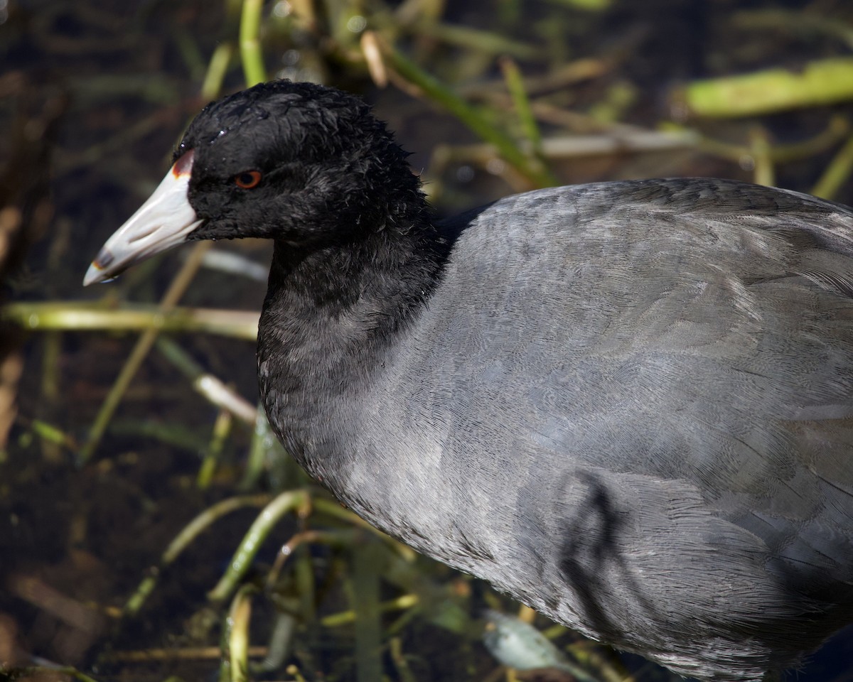 Лиска американська - ML644540941