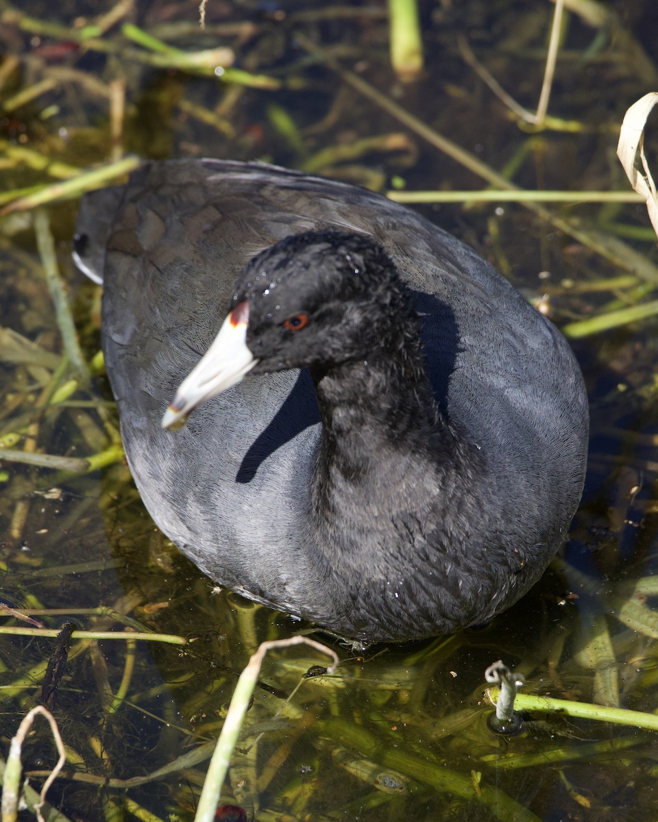 Лиска американська - ML644540942