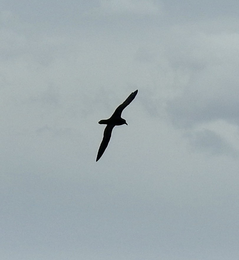 Тайфунник північний - ML644540943