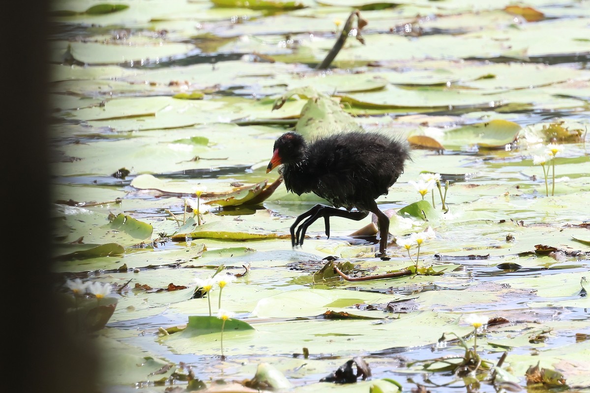 Курочка чорна - ML644540944