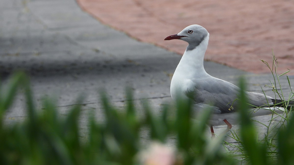 Мартин сіроголовий - ML644540945