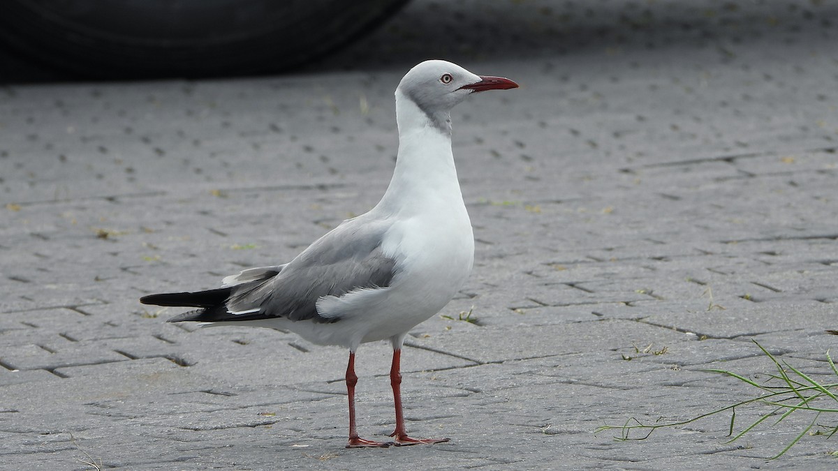 Мартин сіроголовий - ML644540946