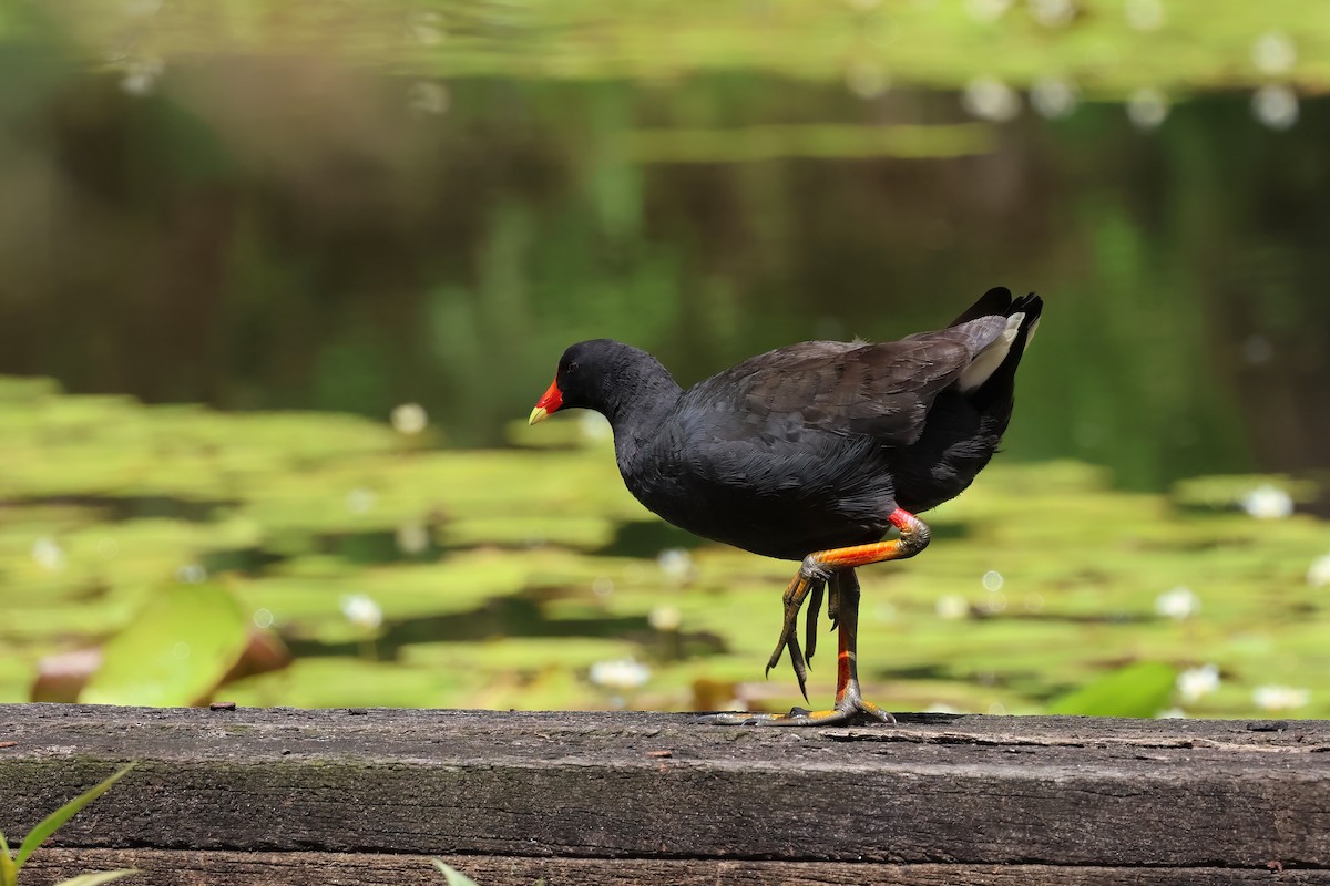 Dusky Moorhen - ML644540949