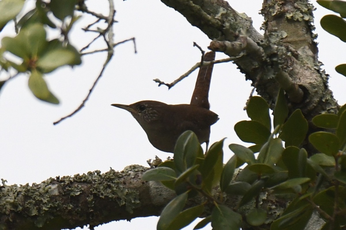 Northern House Wren - ML644540950