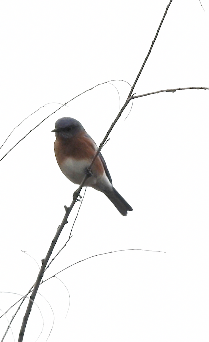 Блакитник східний - ML644540951