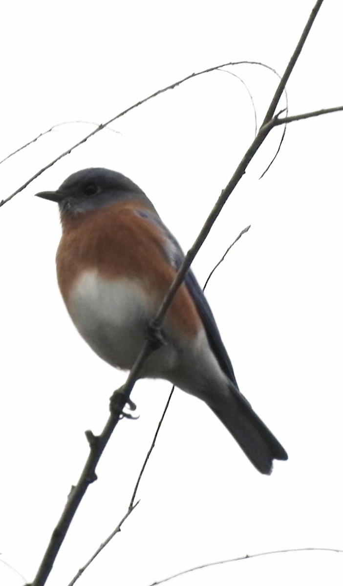 Блакитник східний - ML644540952