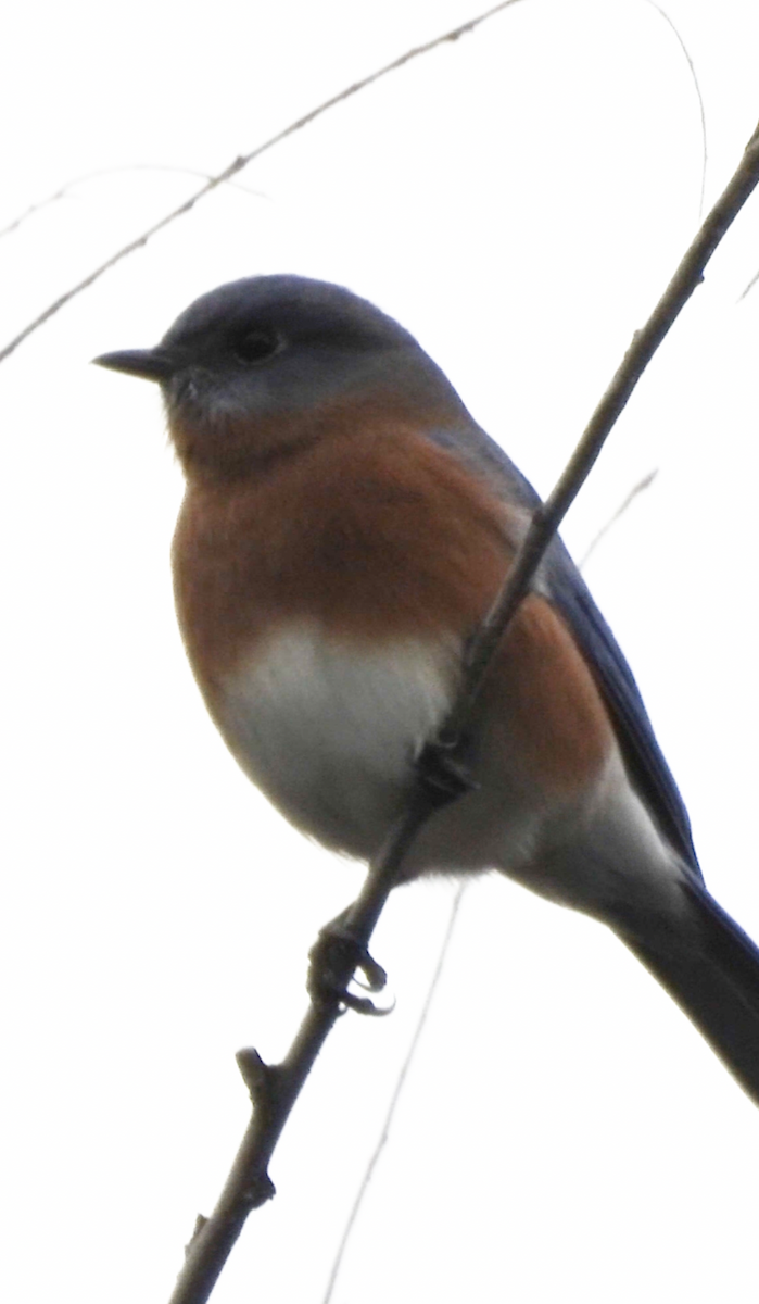 Блакитник східний - ML644540953