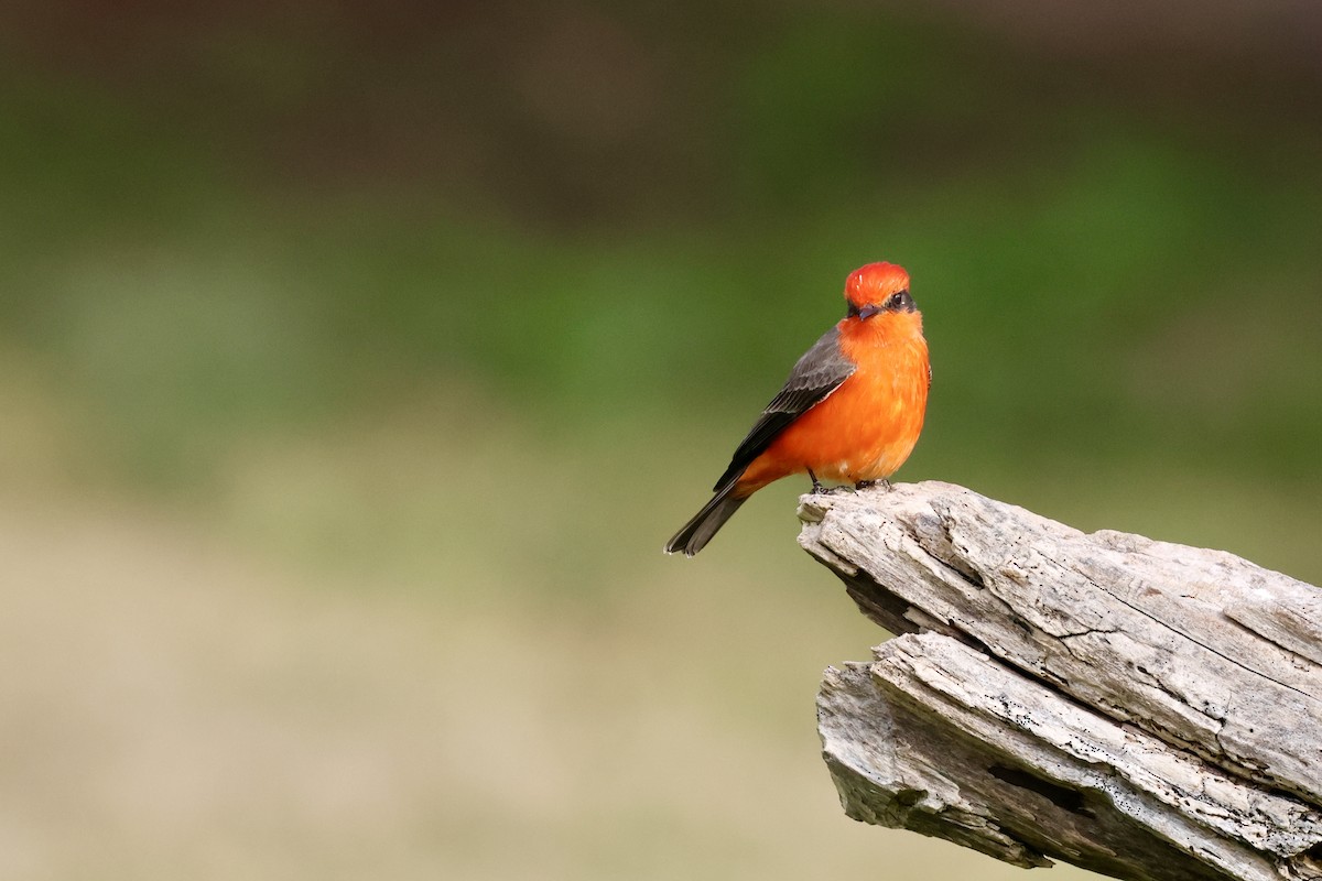 Vermilion Flycatcher - ML644540957