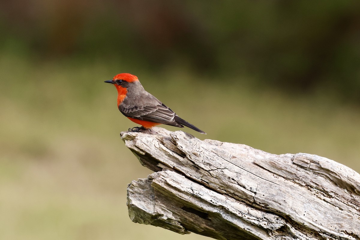 Vermilion Flycatcher - ML644540958