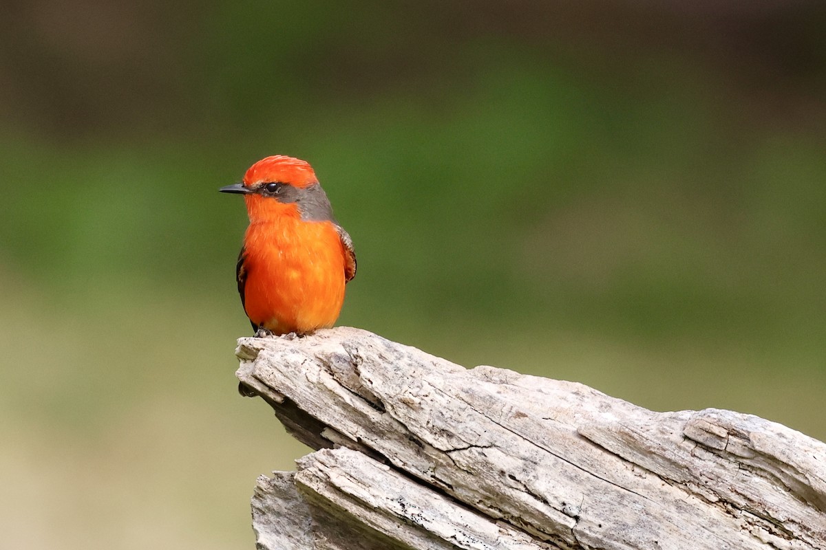 Vermilion Flycatcher - ML644540959