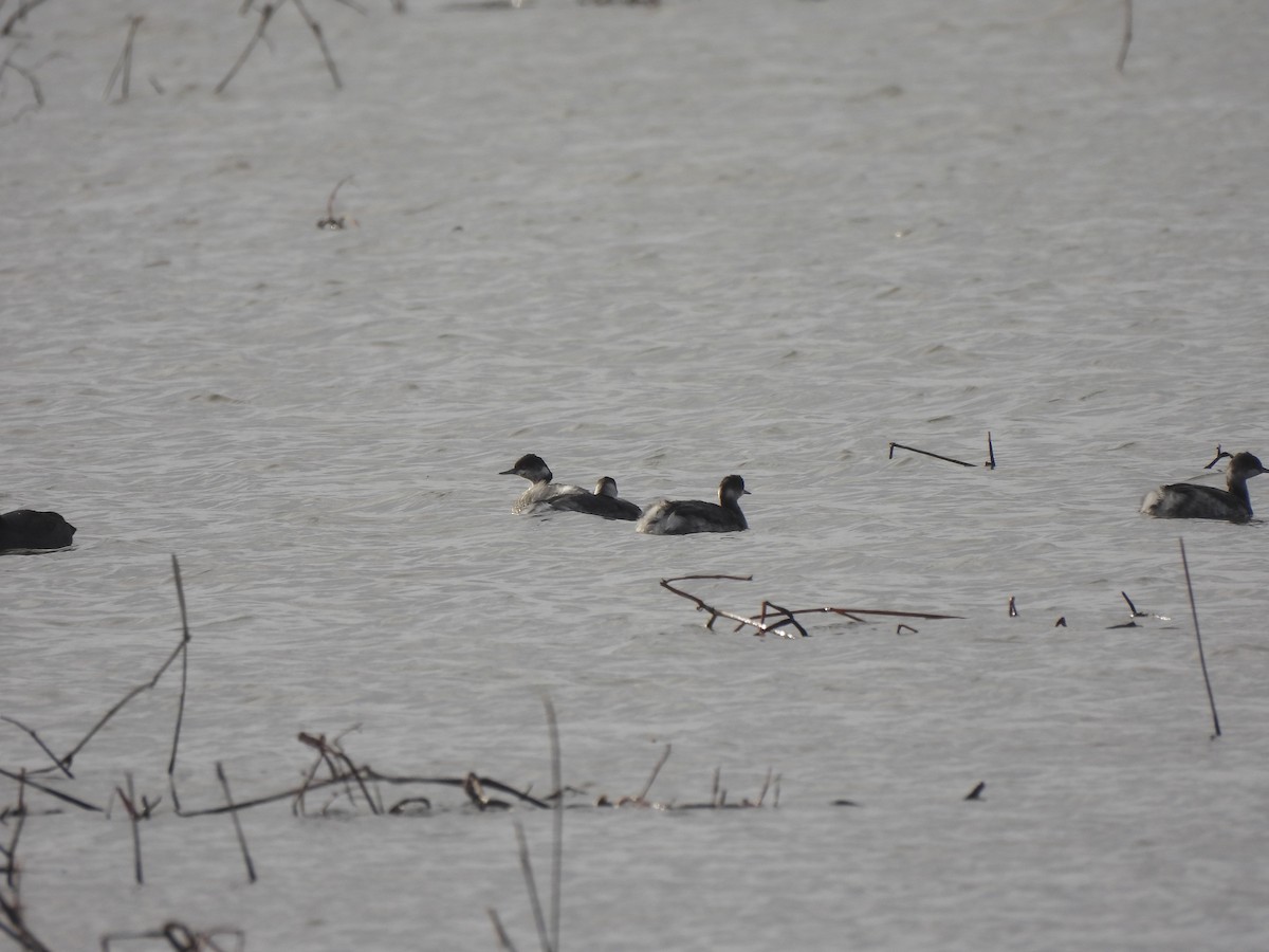 Kara Boyunlu Batağan - ML644540962